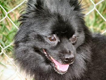 Koda