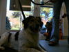 Sampson