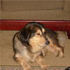 Sadie