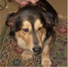 Sadie