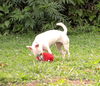 Alby
