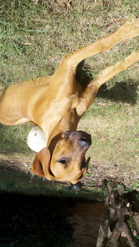 Henry