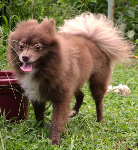 CoCo