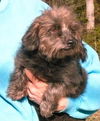 Wally