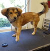 Roxie