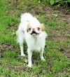 Daisy
