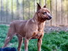 Rex