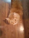Tigger