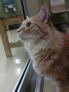 Tigger