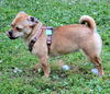 Dolly