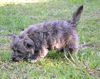 Toby