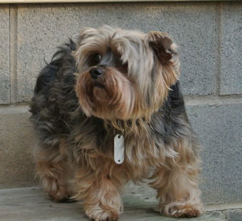 Tobyyorkie