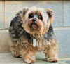 Tobyyorkie