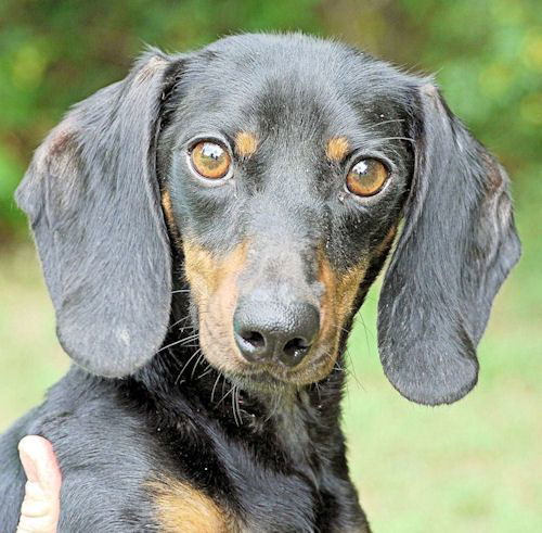 Duke