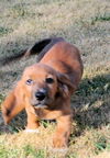 Cinnamon