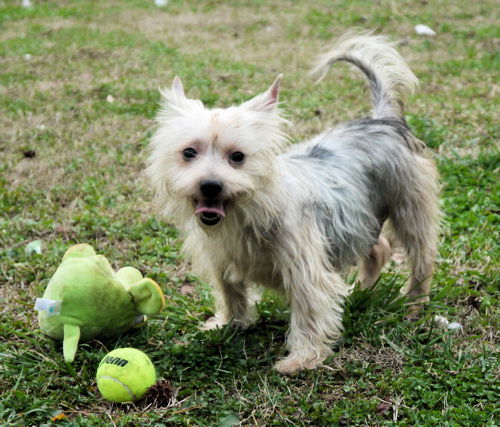 Lilly-yorkie