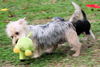 Lilly-yorkie