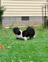 Tux
