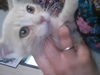 Wiley AKA Wild Thing