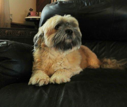 Lucy Lu