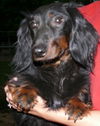 Winston