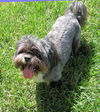 Skipper