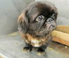 Pugsley