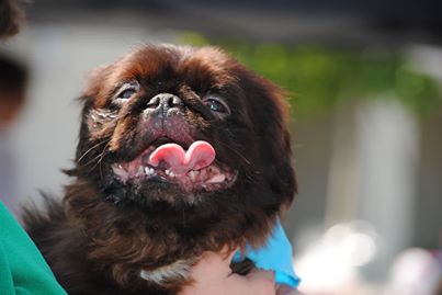 Pugsley
