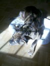 Cleo