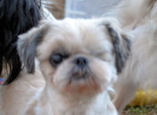 Dolly