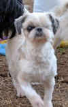 Dolly
