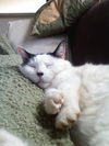Samson