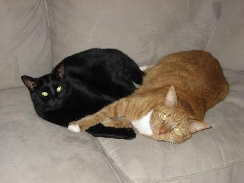 Toby and Callie