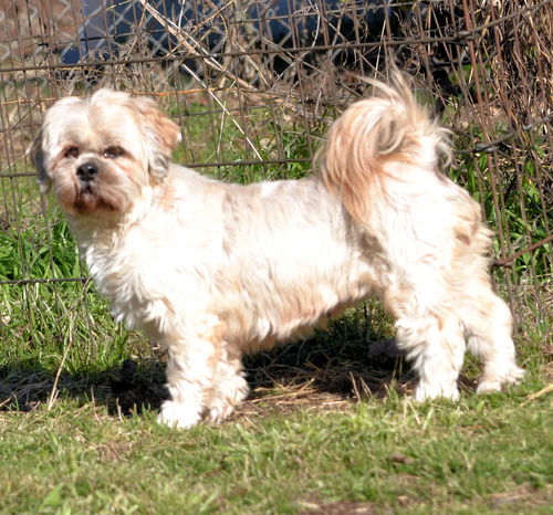 Cissy