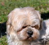 Cissy