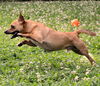 Flash Gordon