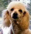 Ringo