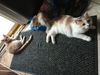 Tilly&Rex