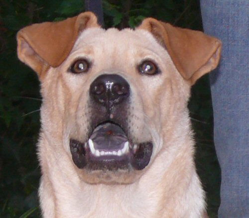 Conner