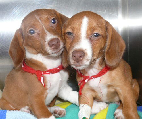 beagle1