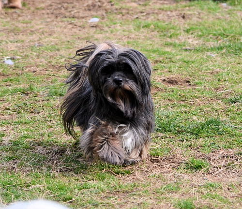 Sippi