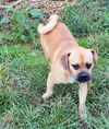Pugsly