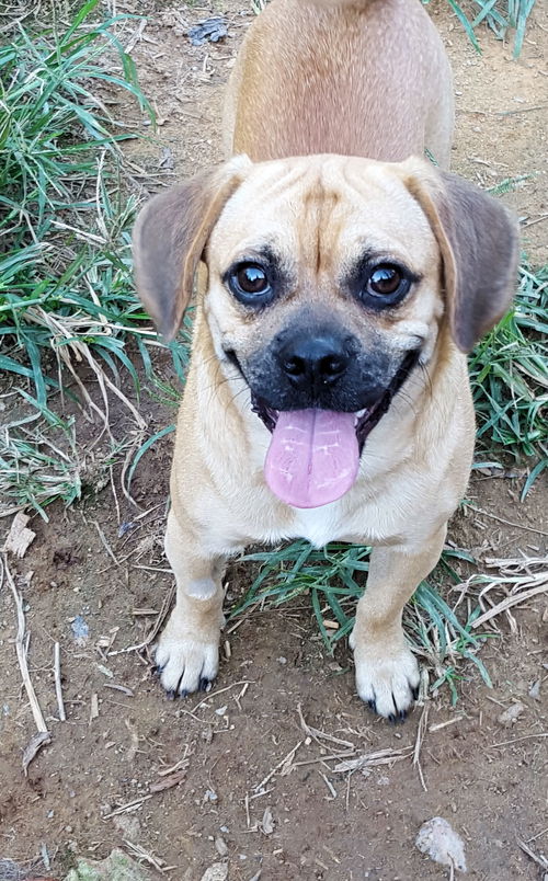 Pugsly
