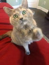 Lillycat