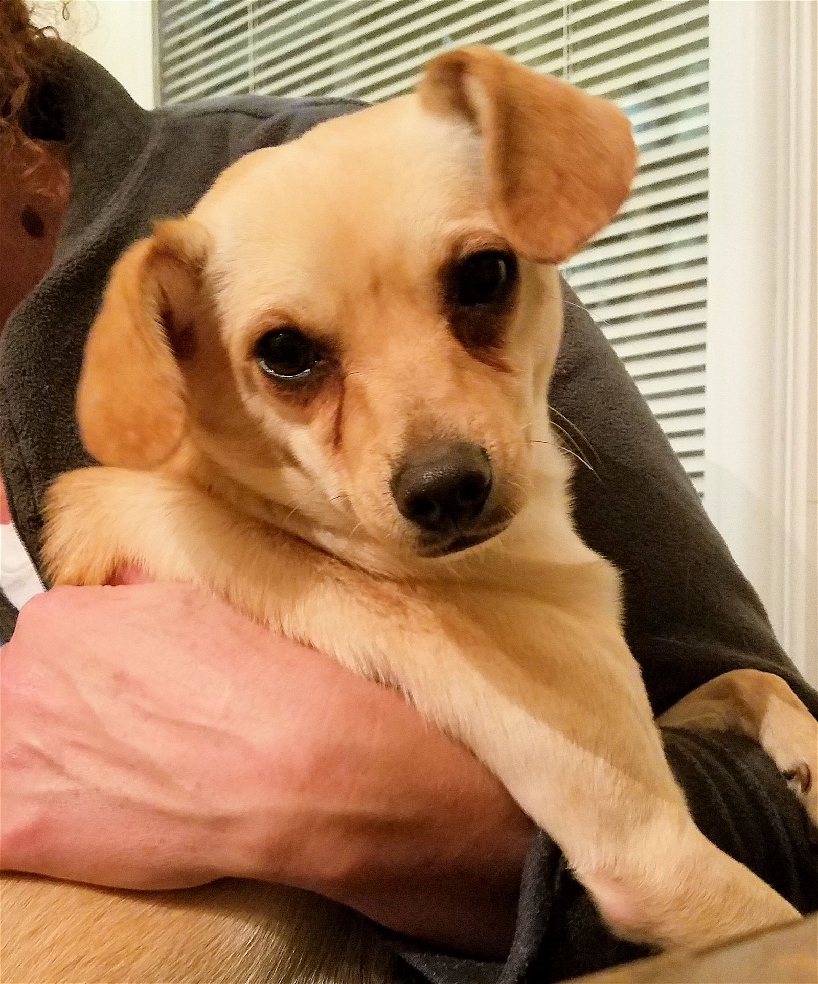 adoptable Dog in Rock Hill, SC named Sheldon
