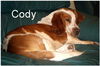 Cody 42-08