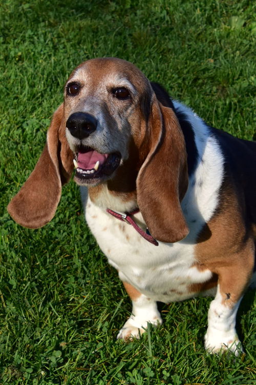 23-5 Lucy (Sweetie)