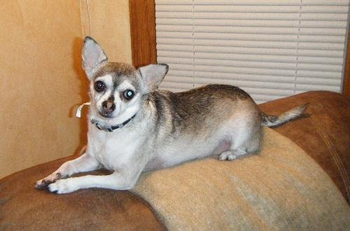 Lucy - Chihuahua