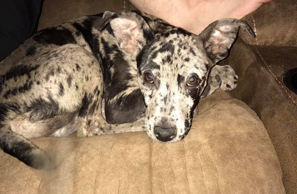 Catahoula leopard hot sale corgi mix