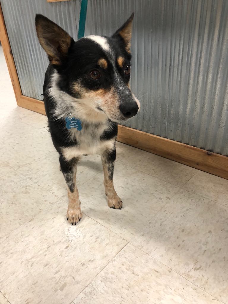 Chihuahua mixed hot sale with blue heeler